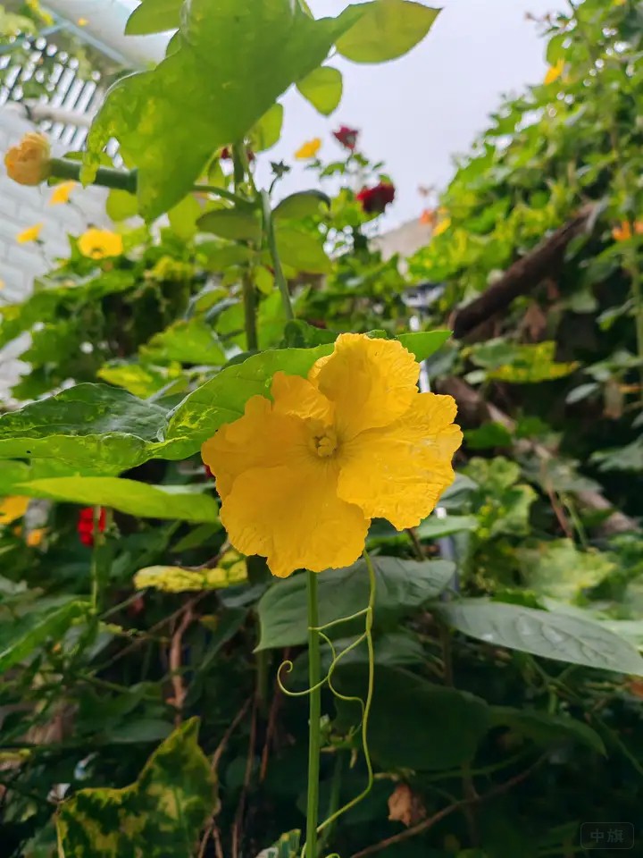老家的黃瓜在大棚里 老家的黃瓜在大棚里